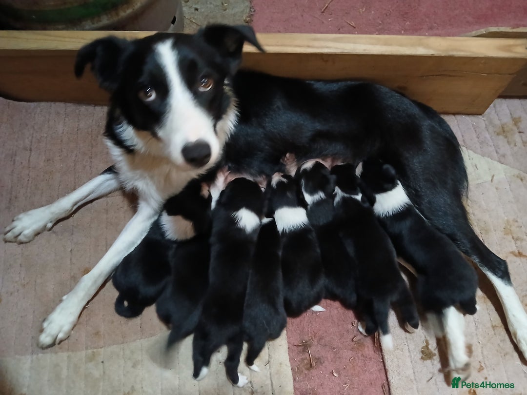Border Collie dogs for sale: Border Collie Puppies for sale - Image 13