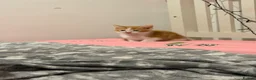 Mixed Breed cats for sale: 2 ginger male boys  - Advert 10