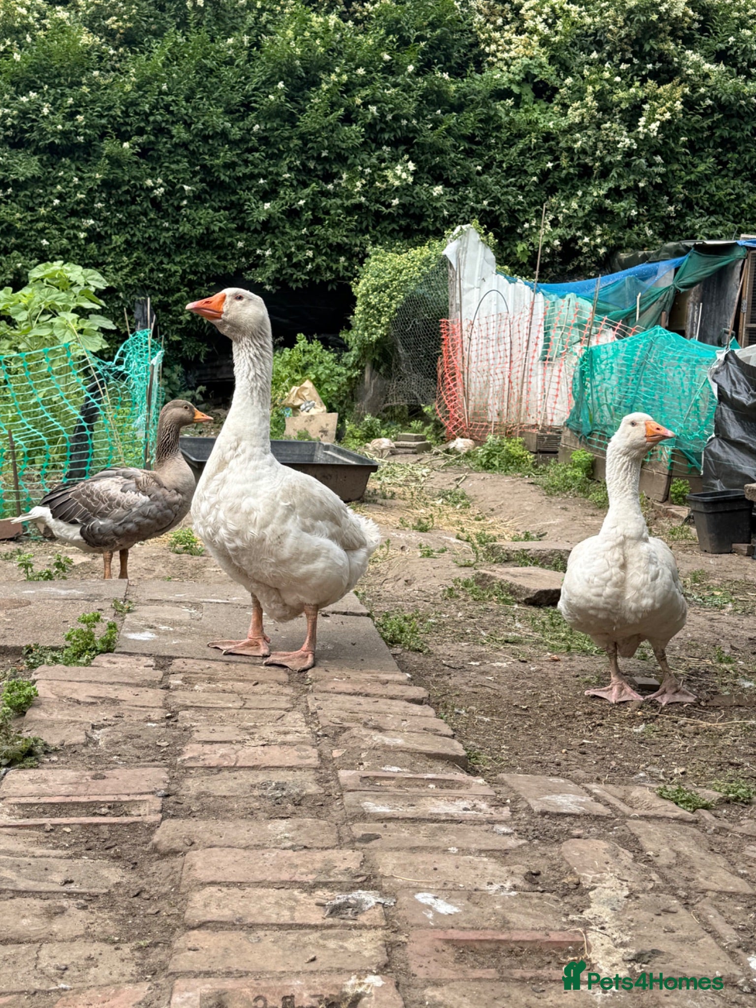 Ducks poultry Gesse  - Advert 9