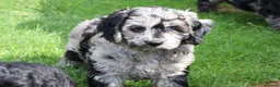 Cockapoo dogs for sale: F1 COCKAPOO PUPPIES FOR SALE - Advert 24
