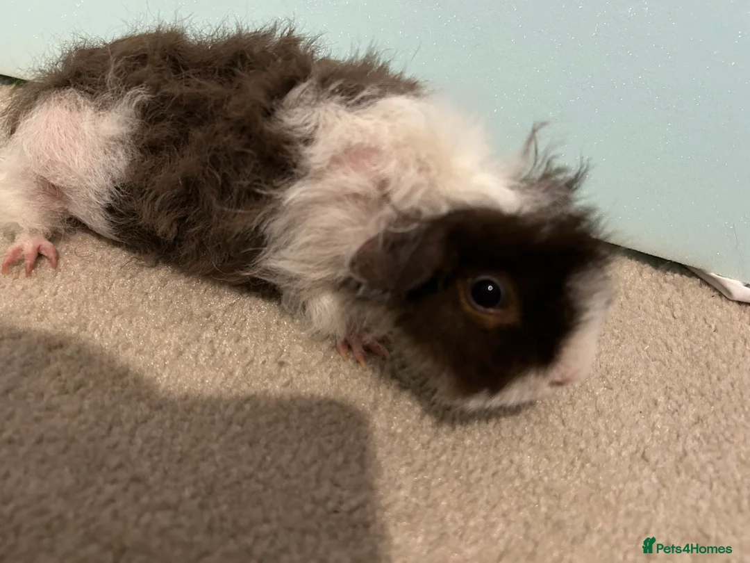 Guinea Pig rodents for sale: Female guinea pigs  - Advert 2