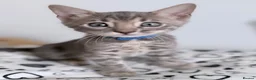 Bengal cats for sale: Exceptional Silver, Blue & Brown Bengal Kittens  in Basingstoke - Advert 31