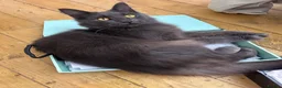 Maine Coon cats for sale: TICA Stunning Blue Smoke Queen  - Advert 5