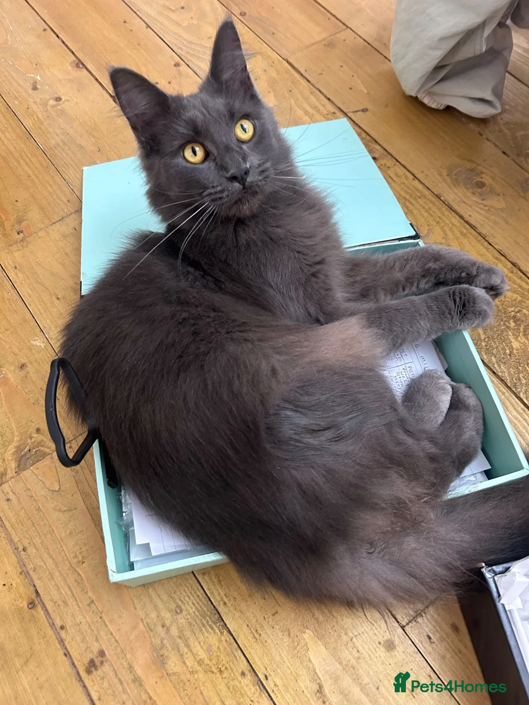 Maine Coon cats for sale: TICA Stunning Blue Smoke Queen  - Advert 5