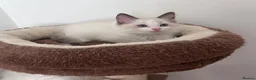Ragdoll cats for sale: Stunning Ragdoll kittens💙&🩷 - Advert 16