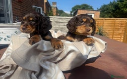 Cocker Spaniel dogs for sale: Beautiful Cocker Spaniel Puppies - Image 8