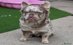 French Bulldog dogs for stud: New shade fluffy merle  in Sheffield - Image 7