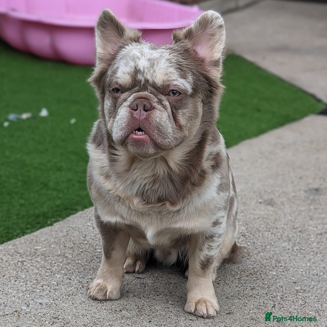 French Bulldog dogs for stud: New shade fluffy merle  in Sheffield - Image 7