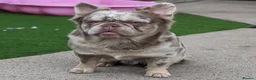 French Bulldog dogs for stud: New shade fluffy merle  in Sheffield - Advert 7