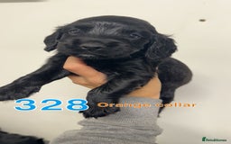 Cocker Spaniel dogs for sale: 9 wonderful cocker spaniel pups - Image 6