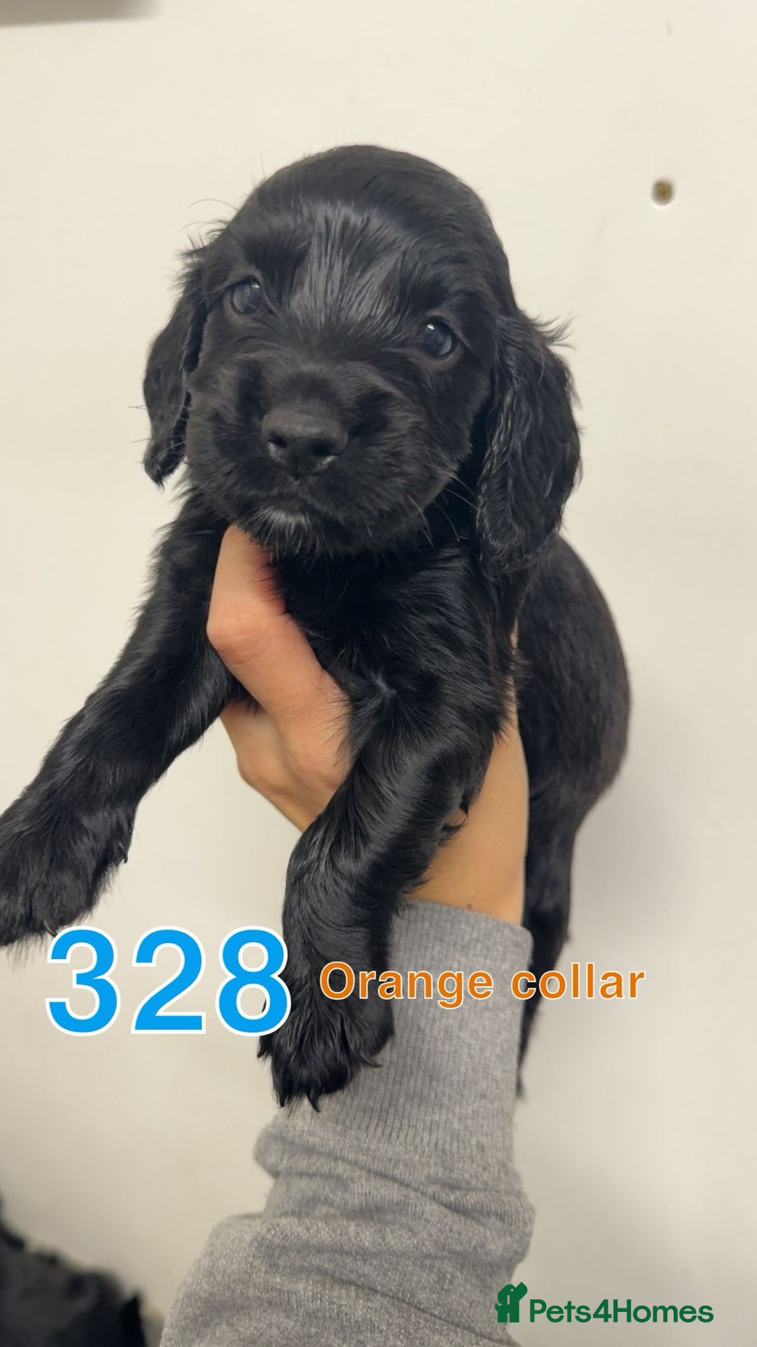 Cocker Spaniel dogs for sale: 9 wonderful cocker spaniel pups - Image 6