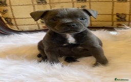 Staffordshire Bull Terrier dogs for sale: KC Blue Staffy Female Puppy - Image 3