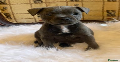 Staffordshire Bull Terrier dogs - Advert 2
