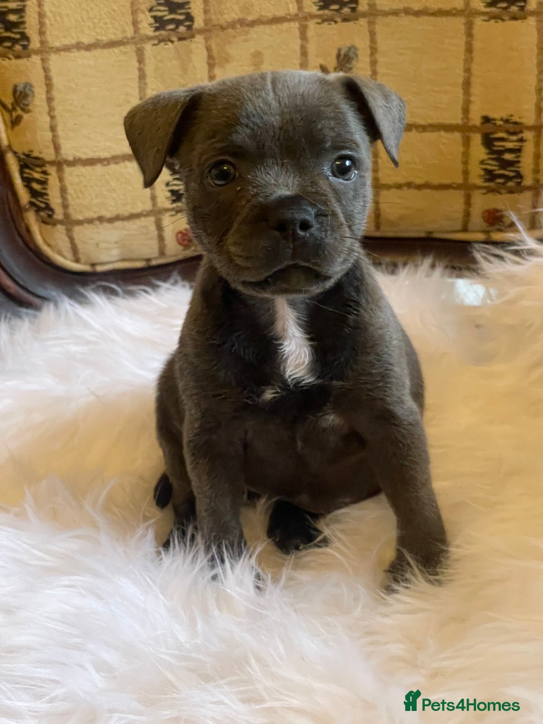 Staffordshire Bull Terrier dogs for sale: KC Blue Staffy Female Puppy - Image 3