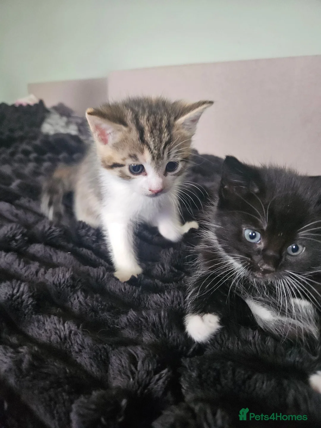 Mixed Breed cats for sale: Kittens  are looking for homes  in Edinburgh - Advert 2