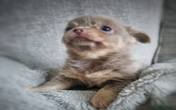Chihuahua dogs for sale: 🐾 Exceptional lilac Chihuahua Puppies for Sale 🐾 - Image 7