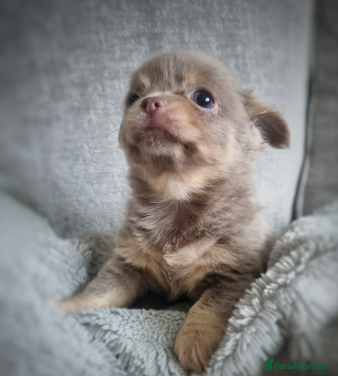 Chihuahua dogs for sale: 🐾 Exceptional lilac Chihuahua Puppies for Sale 🐾 - Image 7