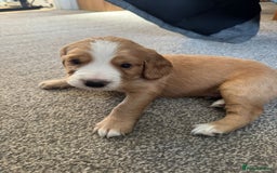 Cocker Spaniel dogs for sale: Beautiful cocker spaniels  - Image 5