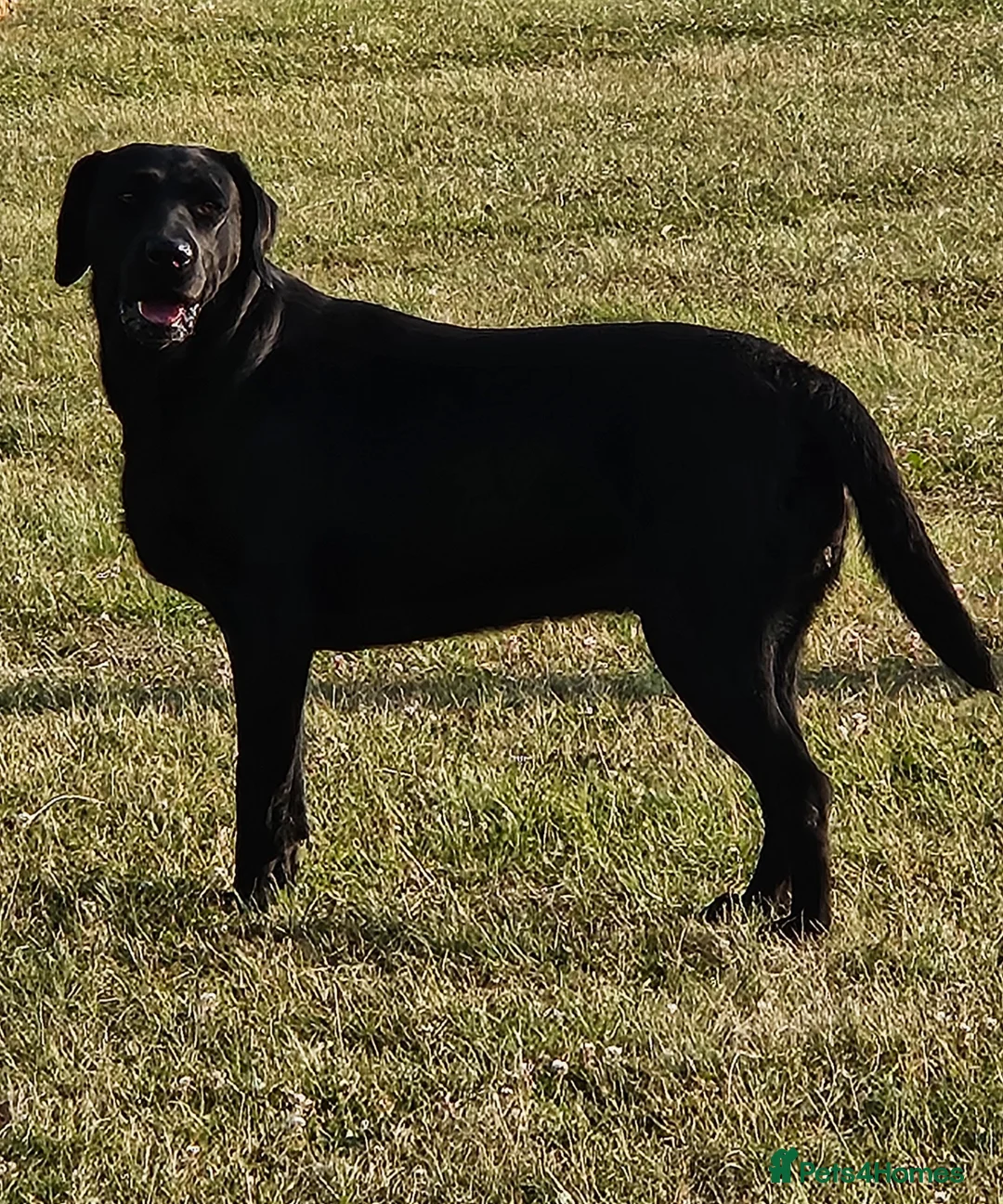 Labrador Retriever dogs for sale: Stunning Litter KC Reg  Red, Yellow & Black - Advert 10