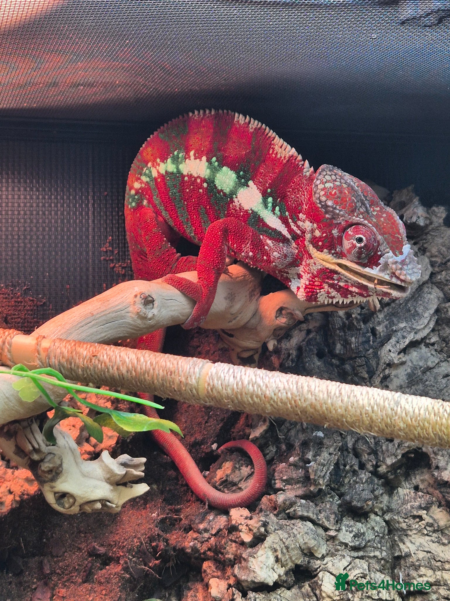Chameleon reptiles Baby panther chameleons.  - Advert 17