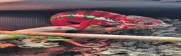 Chameleon reptiles for sale: Baby panther chameleons.  - Advert 6