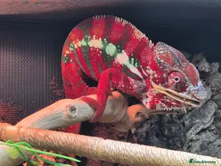 Chameleon reptiles Baby panther chameleons. - Advert 17