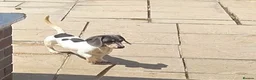 Miniature Dachshund dogs for stud: Blue & Tan pied mini daxi stud carrying choc - Advert 4