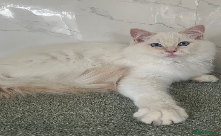 Ragdoll cats in Lincoln - Advert 10