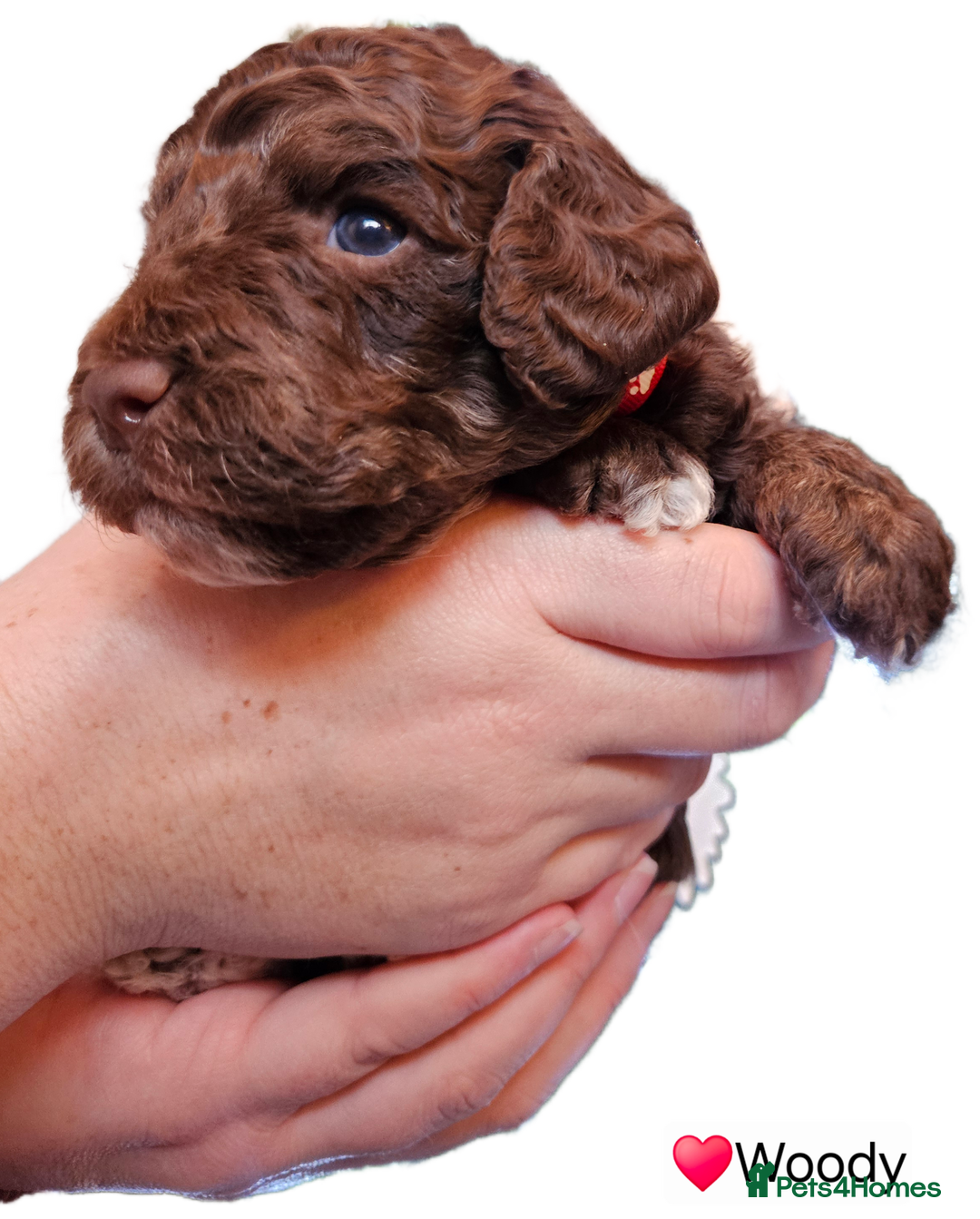 Cockapoo dogs for sale: F3b Cockapoo Puppies – DNA health tested - Advert 13