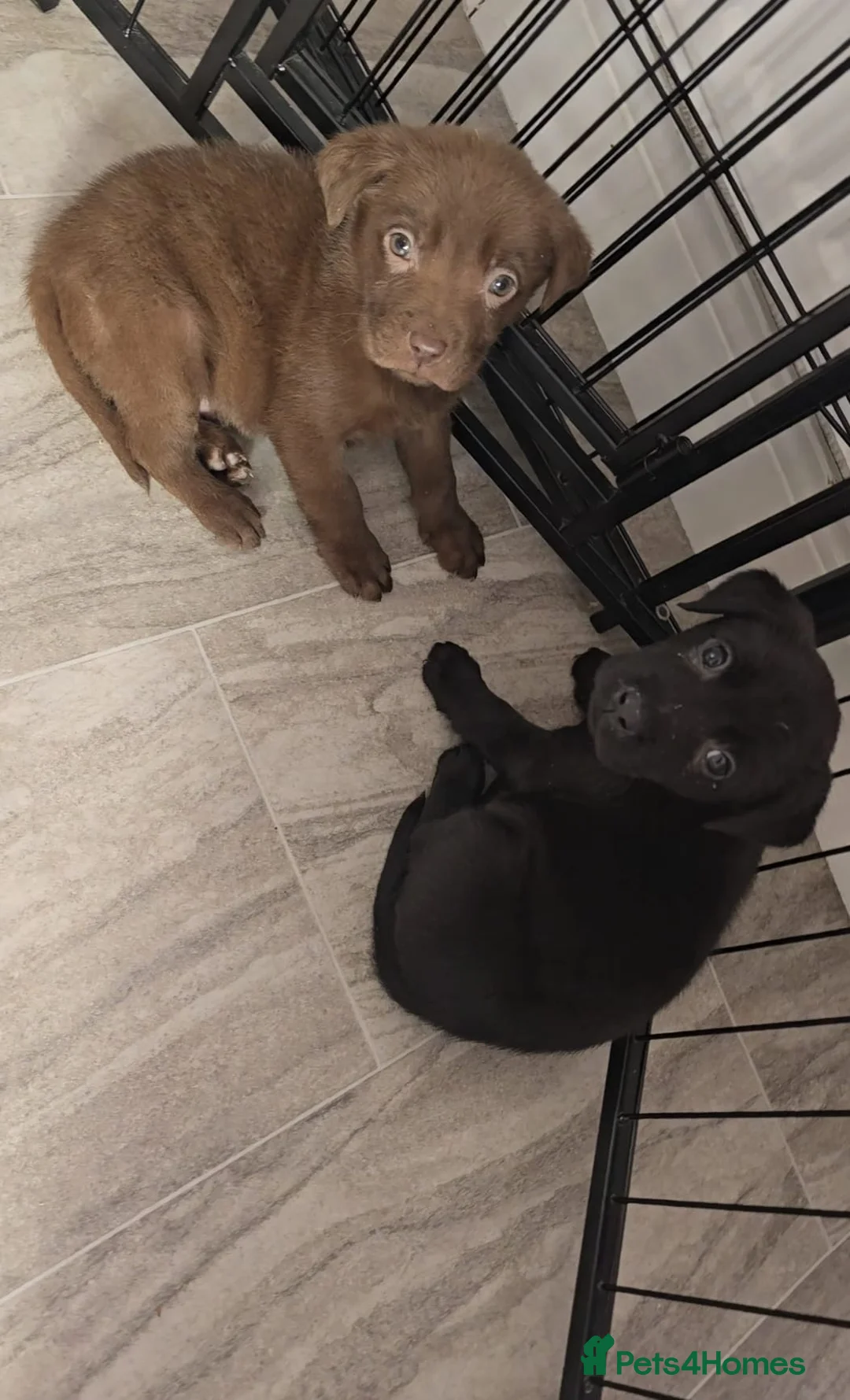 Labrador Retriever dogs for sale: Labrador puppy’s  - Advert 1