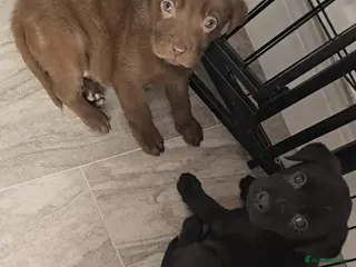 Labrador Retriever dogs Labrador puppy’s - Advert 14