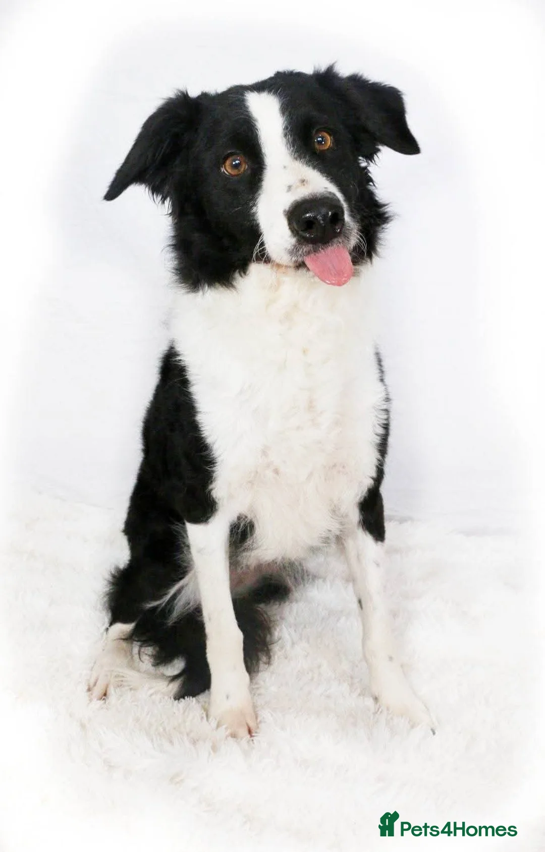 Border Collie dogs for sale: 5 year old Border Collie Female  - Advert 6