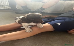 English Springer Spaniel dogs for sale: KC English springer spaniel puppies  - Image 18