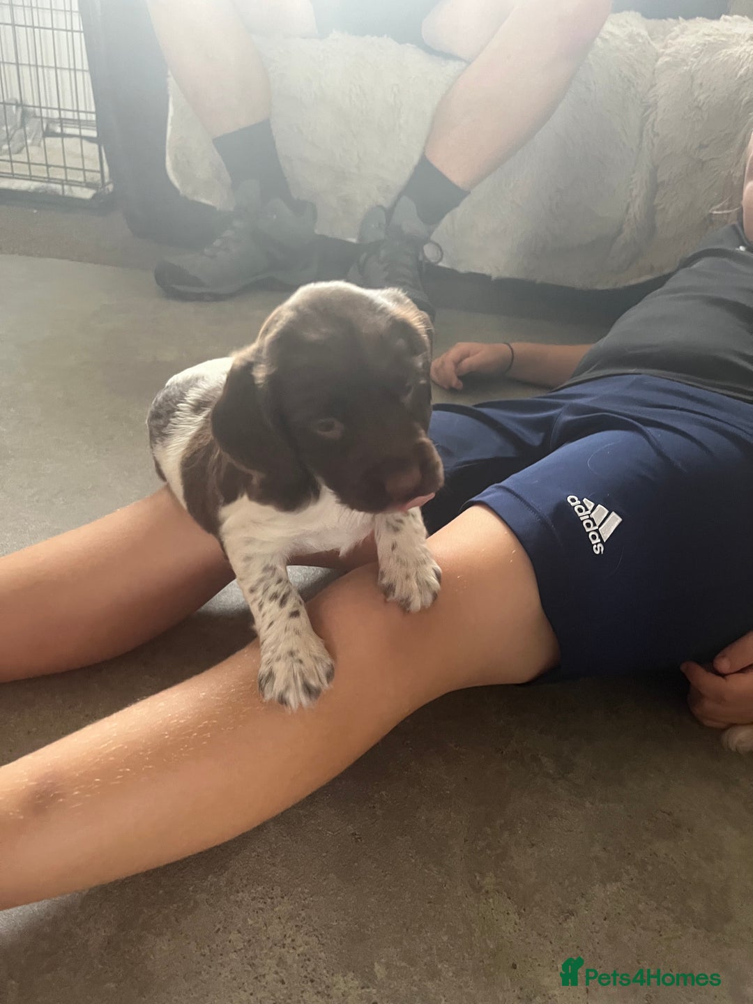 English Springer Spaniel dogs for sale: KC English springer spaniel puppies  - Image 18