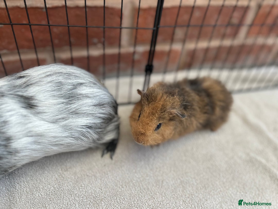 Guinea Pig rodents for sale: Bonded Male Guinea Pigs - Image 5