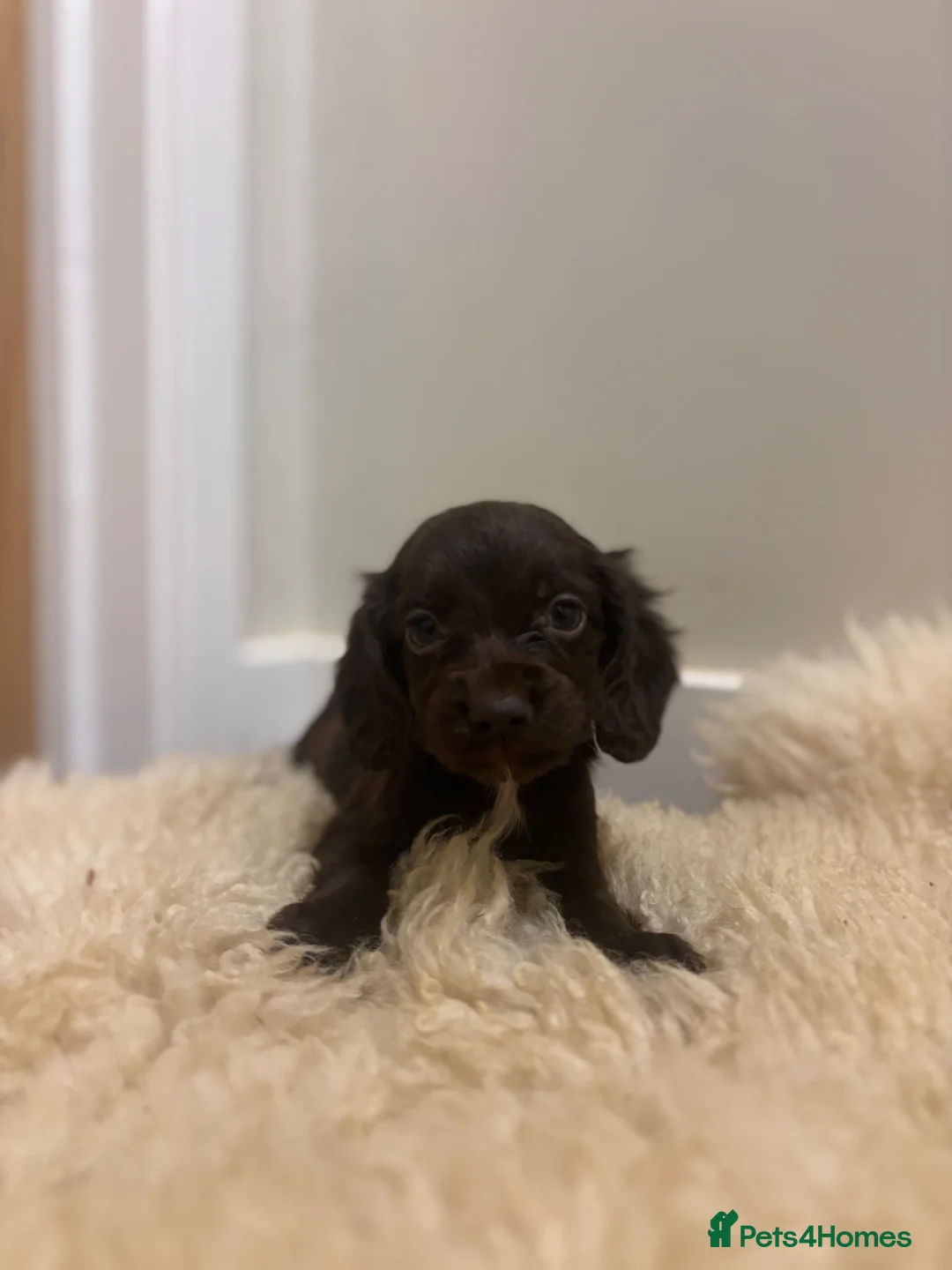 Cocker Spaniel dogs for sale: Cocker spaniel puppies - Advert 2