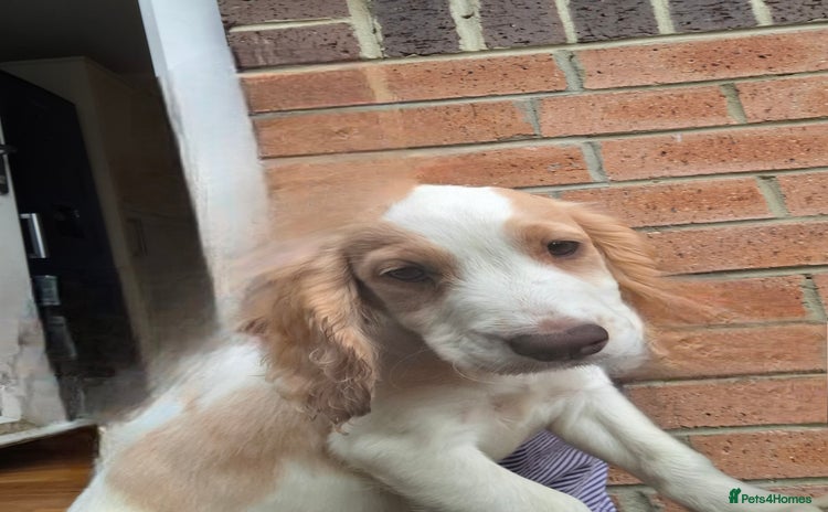 Cocker Spaniel dogs in Darlington - Advert 5