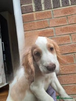 Cocker Spaniel dogs in Darlington - Advert 5