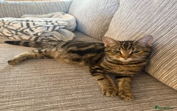 British Shorthair cats for sale: Kittens 🐾  - Image 5