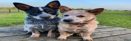 Australian Cattle Dog dogs for sale: Australian Cattle Dog Puppies For Sale - Advert 6