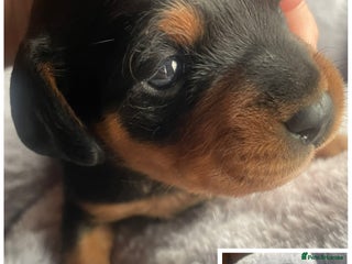Mixed Breed dogs Doxie poo stunning puppies - Advert 13