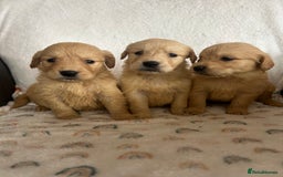 Golden Retriever dogs for sale: Beautiful golden retriever litter 🐶⭐️ - Image 14