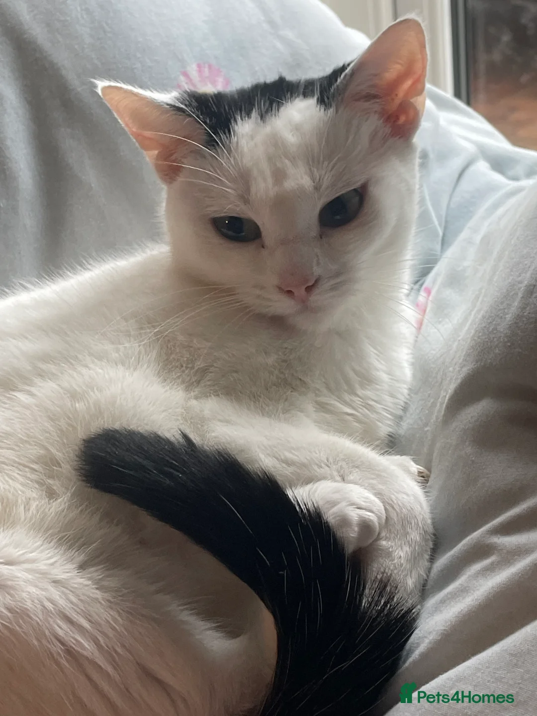 Mixed Breed cats for sale: 2 female cats - Advert 2