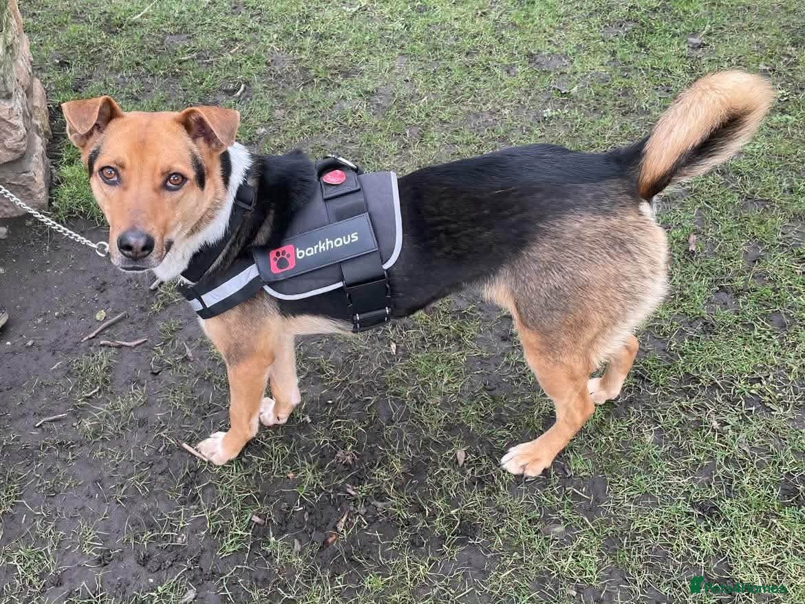 Mixed Breed dogs  Rhea - Advert 8