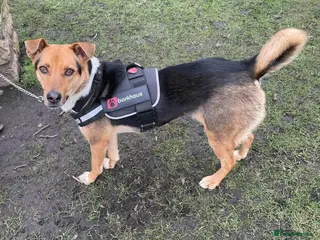 Mixed Breed dogs Rhea - Advert 8