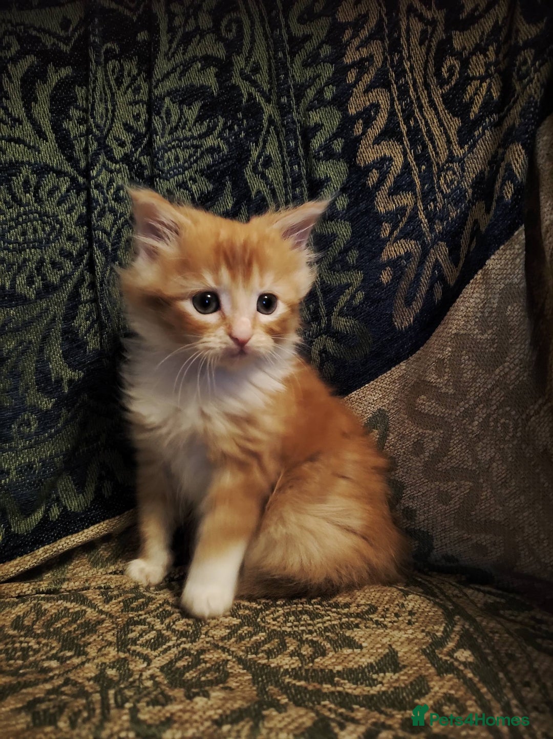 Maine Coon cats for sale: Half maine coon girls kittens - Advert 9