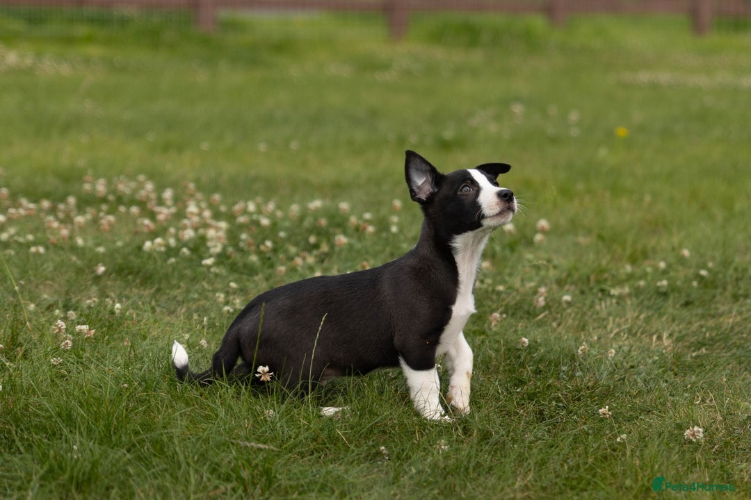Mixed Breed dogs for sale: 🐾 Jack Russell x Border Collie Puppies  - Image 26