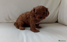 Cavapoo dogs for sale: Gorgeous Red F1 Cavapoo Puppies With H/T Parents - Image 12