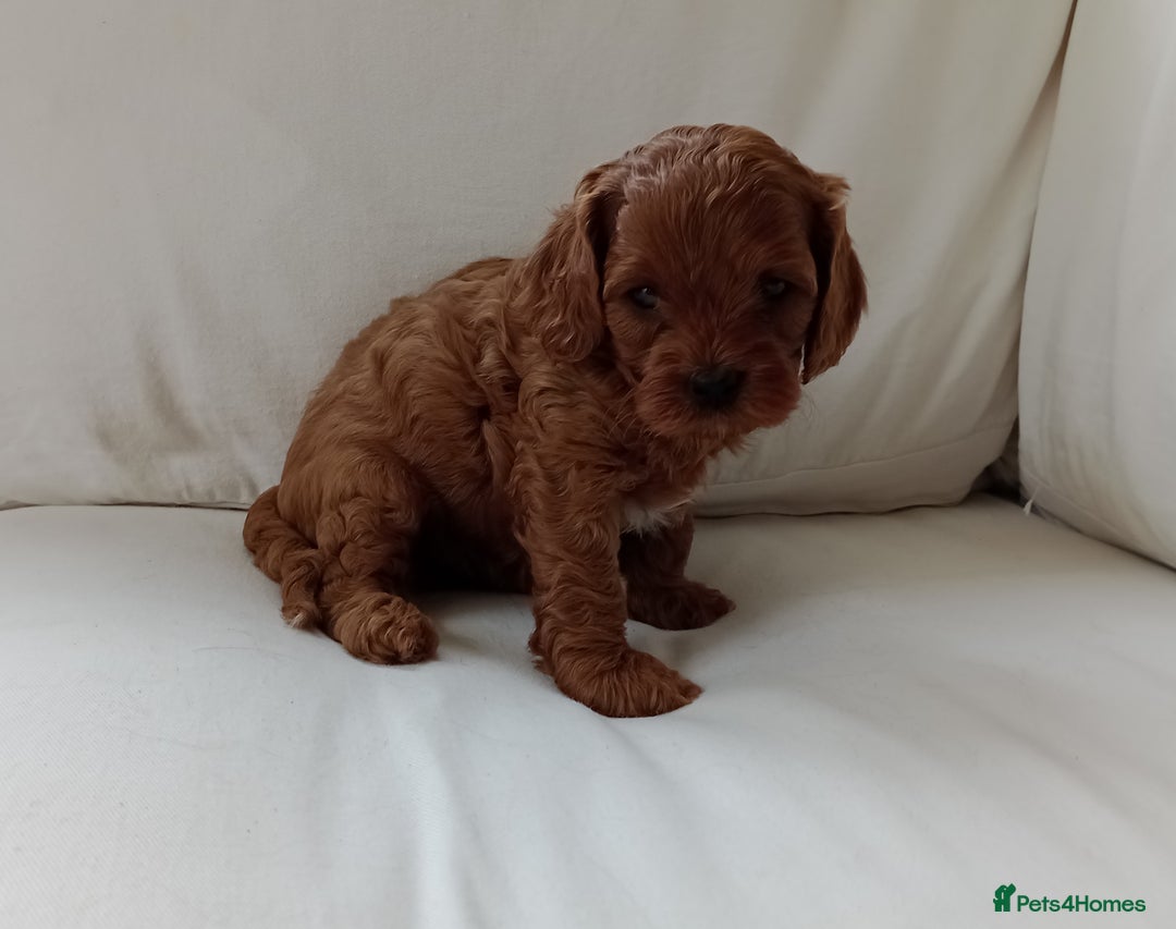 Cavapoo dogs for sale: Gorgeous Red F1 Cavapoo Puppies With H/T Parents - Image 12