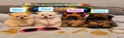 Pomeranian dogs for sale: Beautiful Pomeranian Puppies  - Advert 19